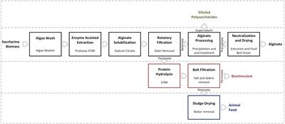 Enzyme assisted extraction for seaweed multiproduct biorefinery: A techno-economic analysis